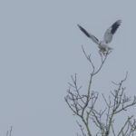 Elanion blanc en Loire-Atlantique